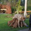 q - wurf 08. woche  55